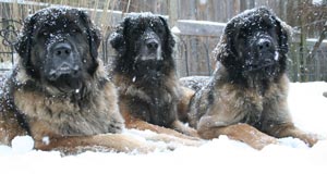 Leos enjoying the snow