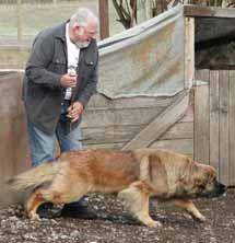 Herding Leos