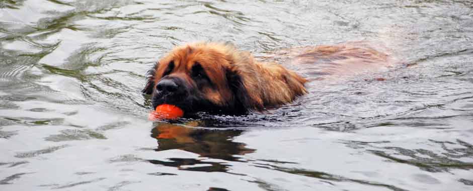 Swimming Leo